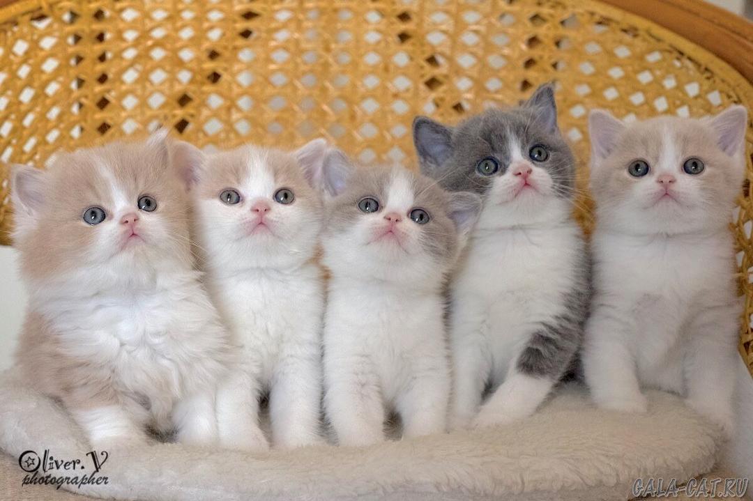 Ameliorated needs-based core